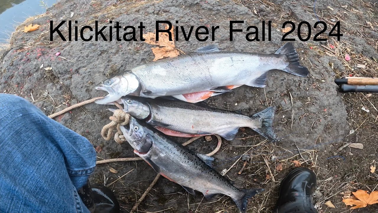 Klickitat River Salmon Fishing 2024