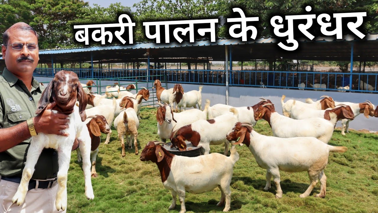 इनका फार्मूला बनाएगा बकरी पालन को कामयाब | Goat Farming | African Boer Goat