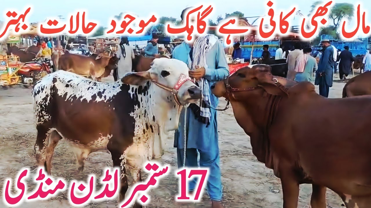 Today Fresh Luddan Cow Mandi Video Kato Qurbani Bachre || Global Village Farming 