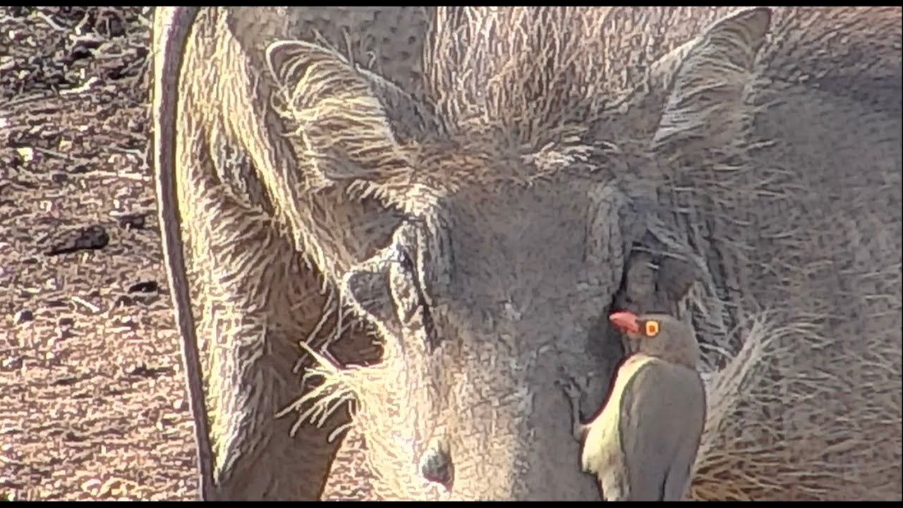 Red-billed oxpecker cleaning warthogs, even their eyelids!