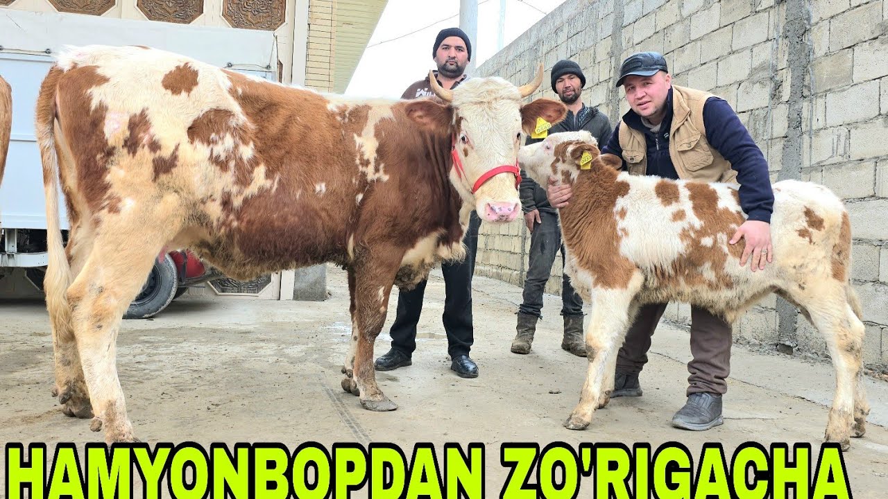   Hamza akadan yangi partiya bo‘g‘oz mari va ona bola sigirlar zo'rlaridan 17-fevral, 2026