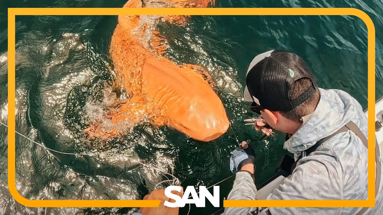 Jaws-dropping: One-of-a-kind orange shark discovered off Costa Rica