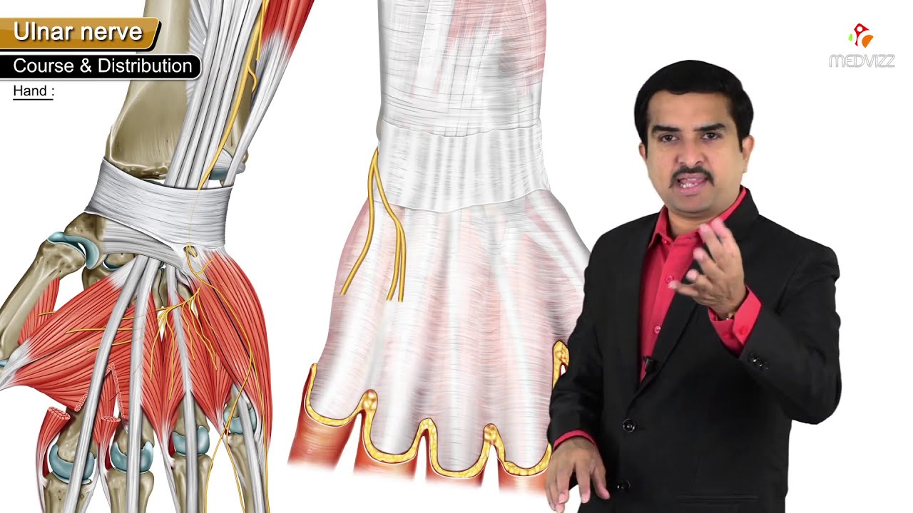Ulnar Nerve Anatomy | Origin, Course, Branches & Clinical Aspects Explained with Animation