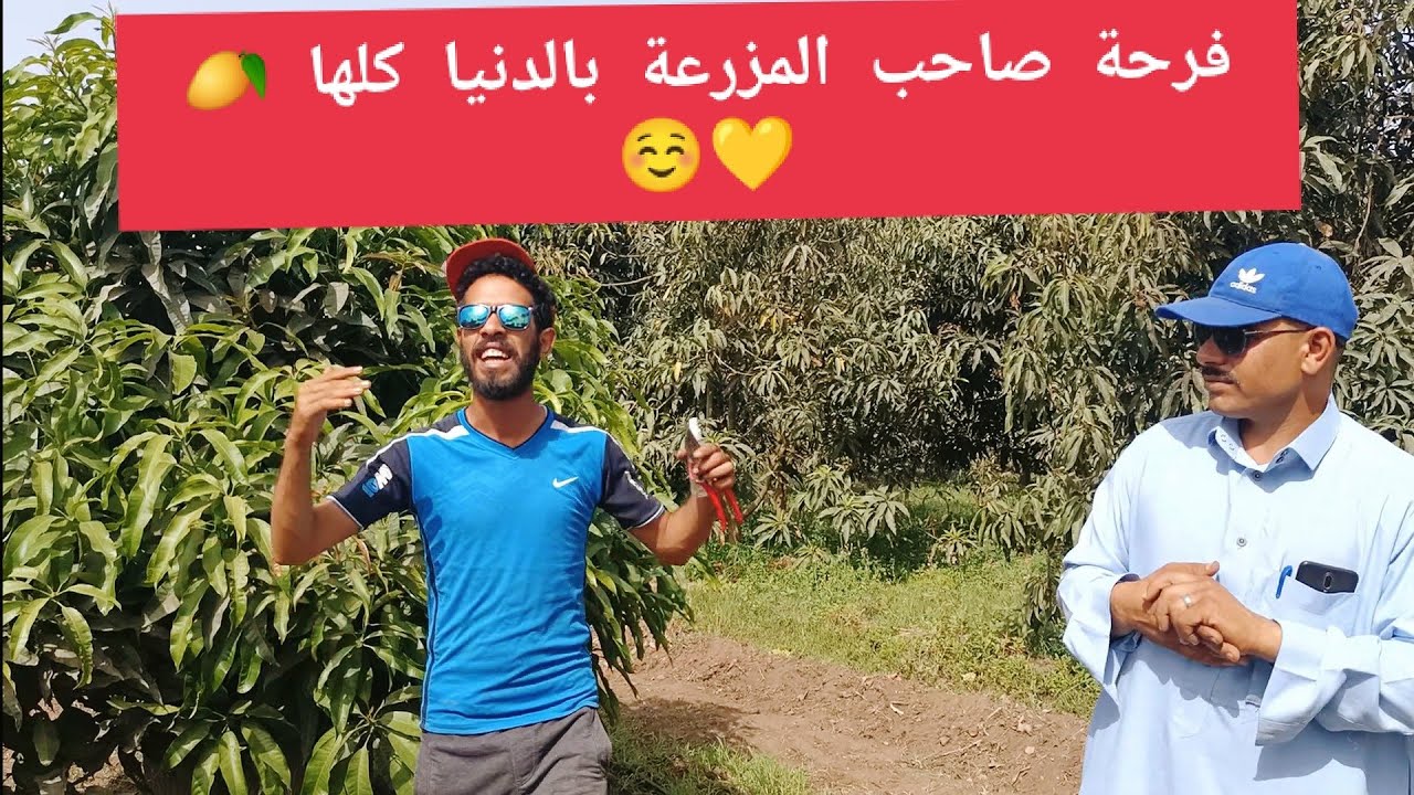 شاهد فرحة صاحب مزرعة مانجو و تطعيم صنف الأوستين علي نموات حديثة لشجر زبدية معمر بعد القرط شهر 8 | 🥭
