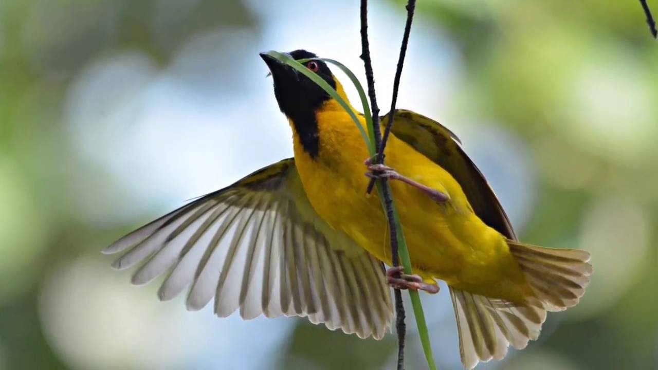 織布鳥-天生的建築師。築巢全記錄！