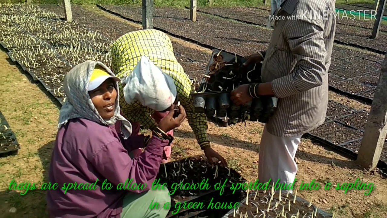 Kishan agro nursery