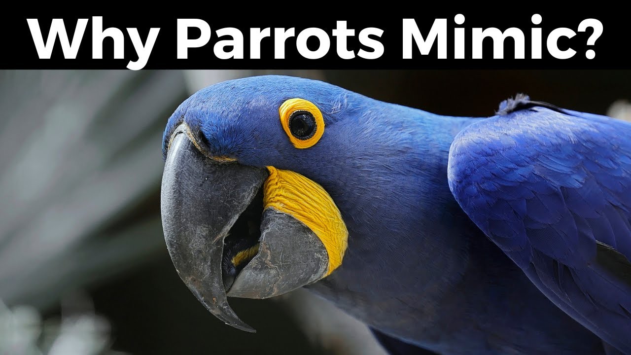 How Can Parrots Talk Like Humans?