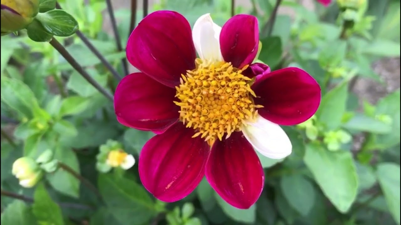 The 2022 Harvesting History Dahlia Collection - Part VI - The Exotics: The Specialty Dahlias