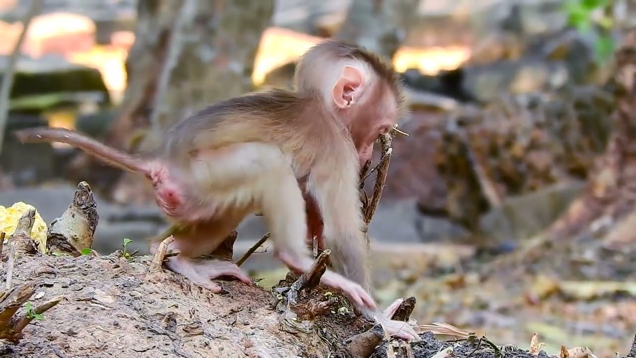 wildlife monkey 🥰