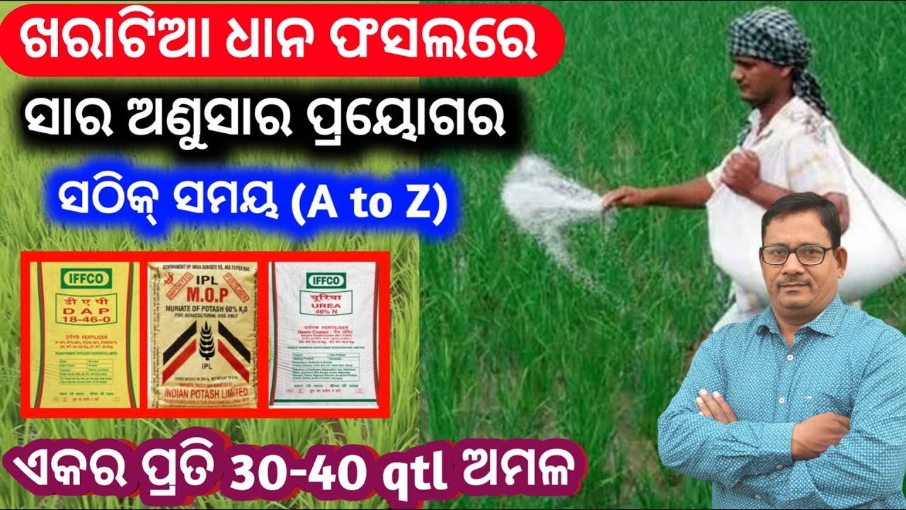 Fertilizer management in Rabi Paddy ଖରାଟିଆ ଧାନ ରେ କେଉଁ ସାର ଦେବା ଏକର ପ୍ରତି 30-40qtl ଅମଳ