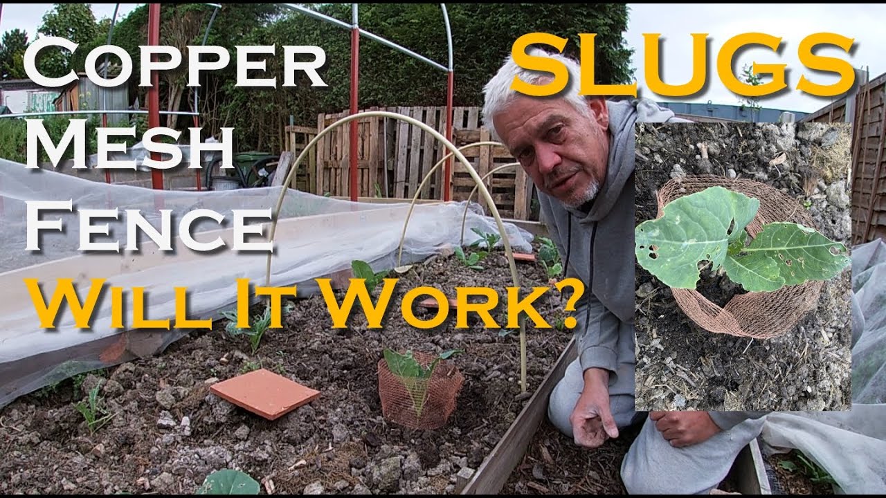 Combating Slugs