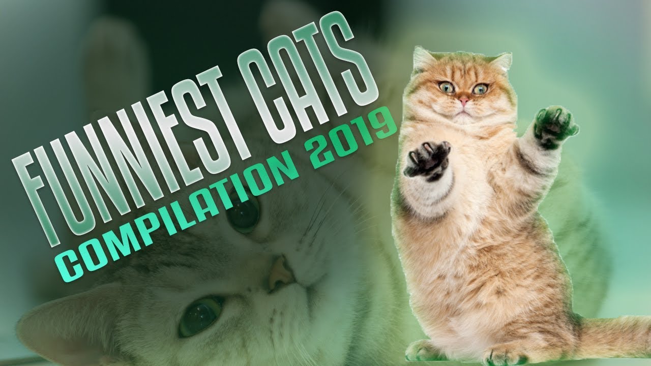 Funny Cats Compilation 2019 - Try Not To Laugh #1 | Pets Buzz