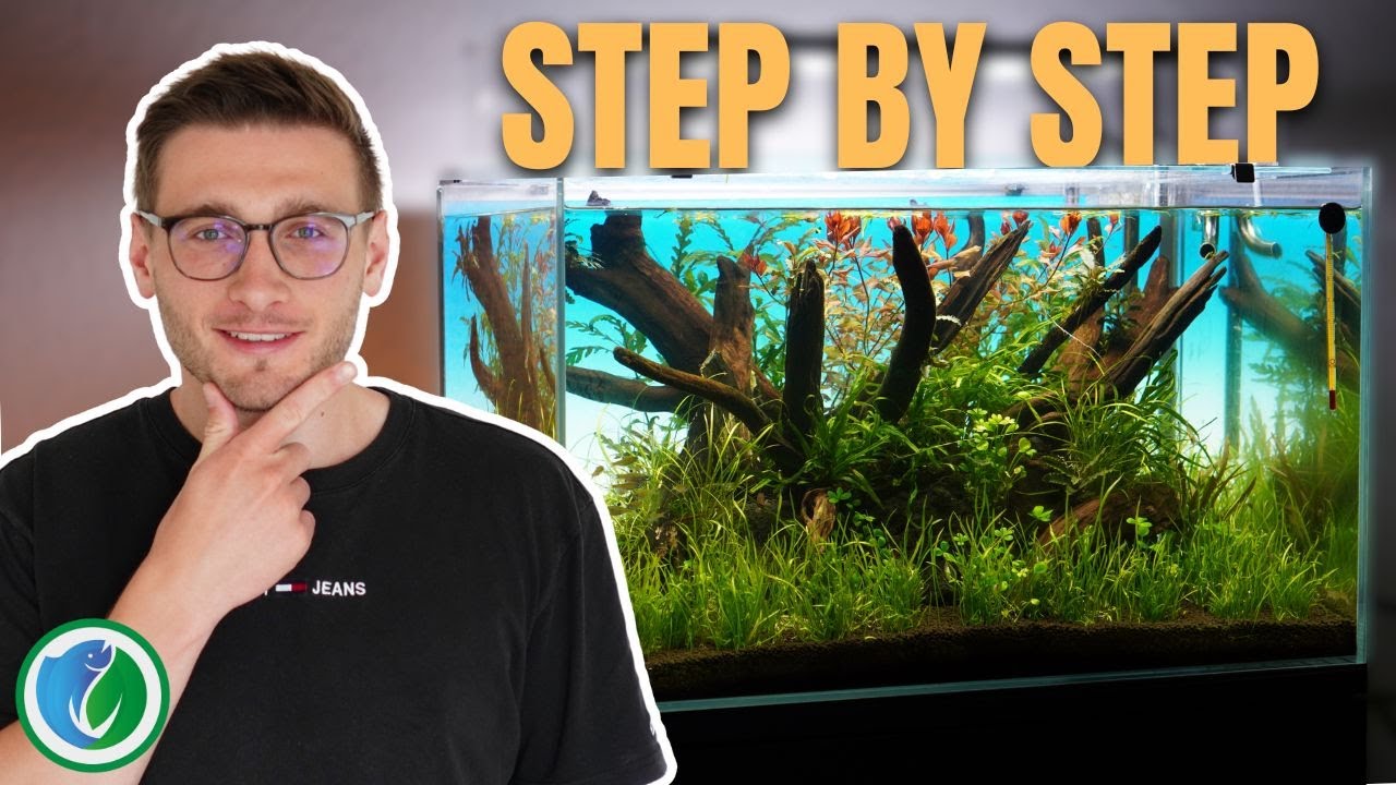 Aquarium einrichten [für Anfänger & Fortgeschrittene]