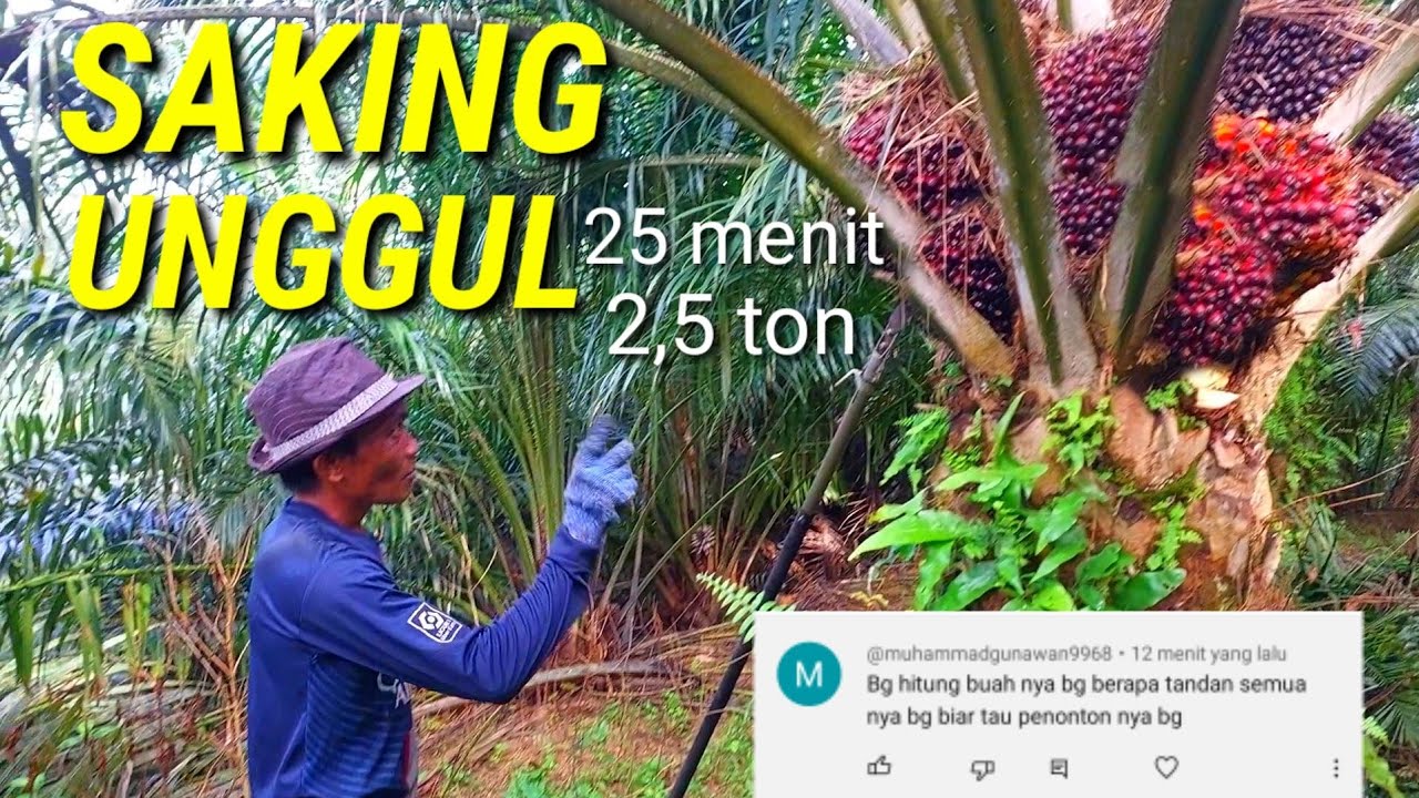 panen sawit 25 menit dapet 101 tandan 30 pokok 2,5 ton saking unggul sawit ini populer bener unggul