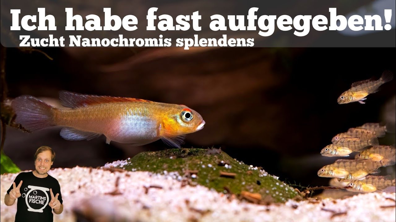ICH HABE FAST AUFGEGEBEN! Zucht mit Hindernissen - Nanochromis splendens