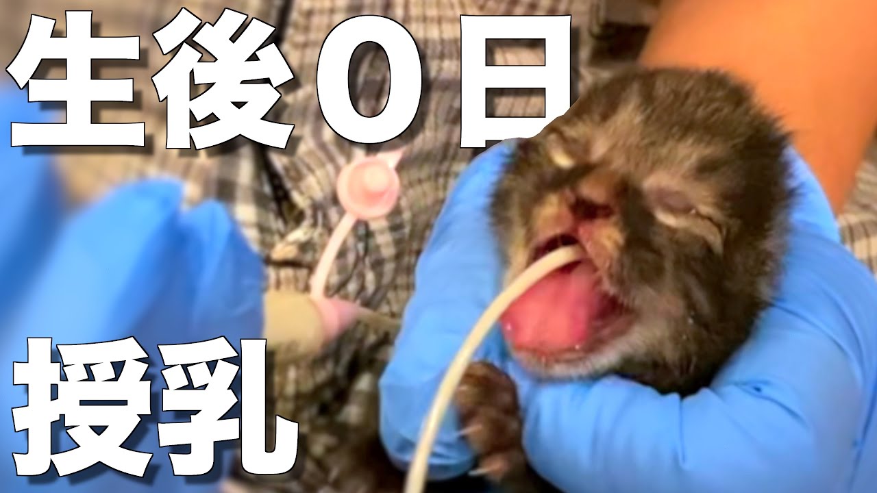 【生後０日】目も開いていない子猫にカテーテルでミルクを飲ませた【やり方】