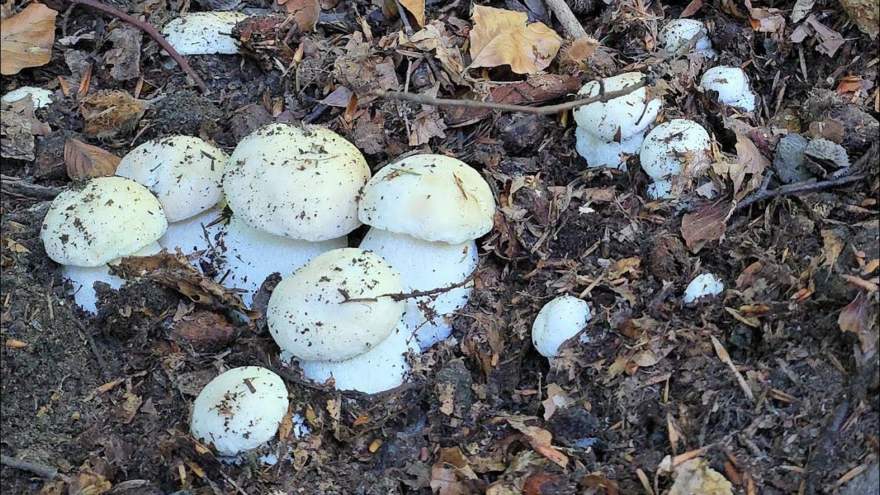 FUNGHI PORCINI | Mazzi di funghi! SPETTACOLO