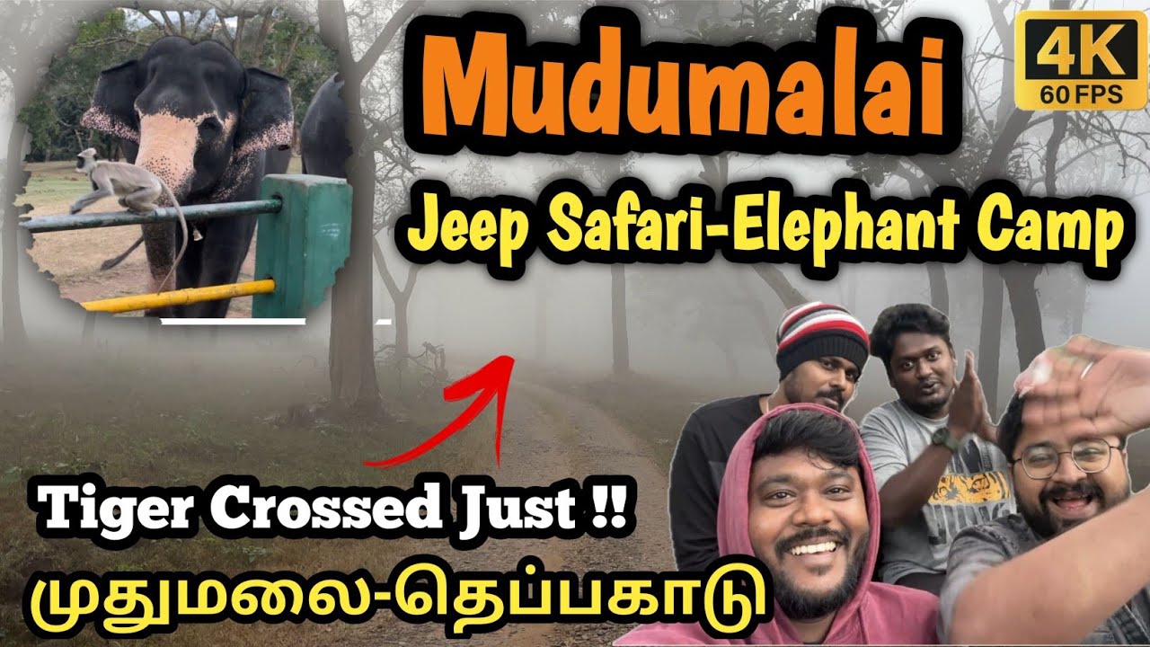 Mudumalai Forest Safari Best Time ? / Ooty / முதுமலை Elephant Feeding / Bandipur Elephant / #tamil
