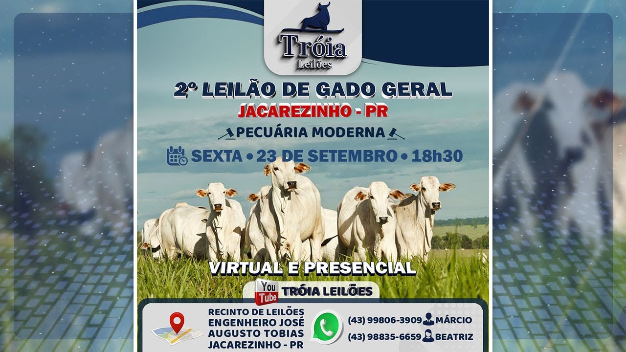 Flash do 2º Leilão de Gado de Geral da Tróia Leilões - Jacarezinho/PR