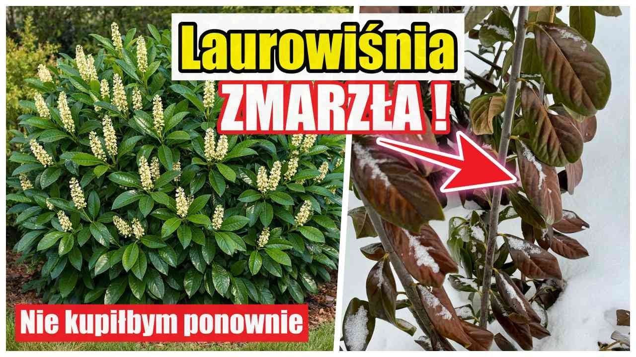 Laurowiśnia Novita zmarzła NIE popełnij mojego błędu !