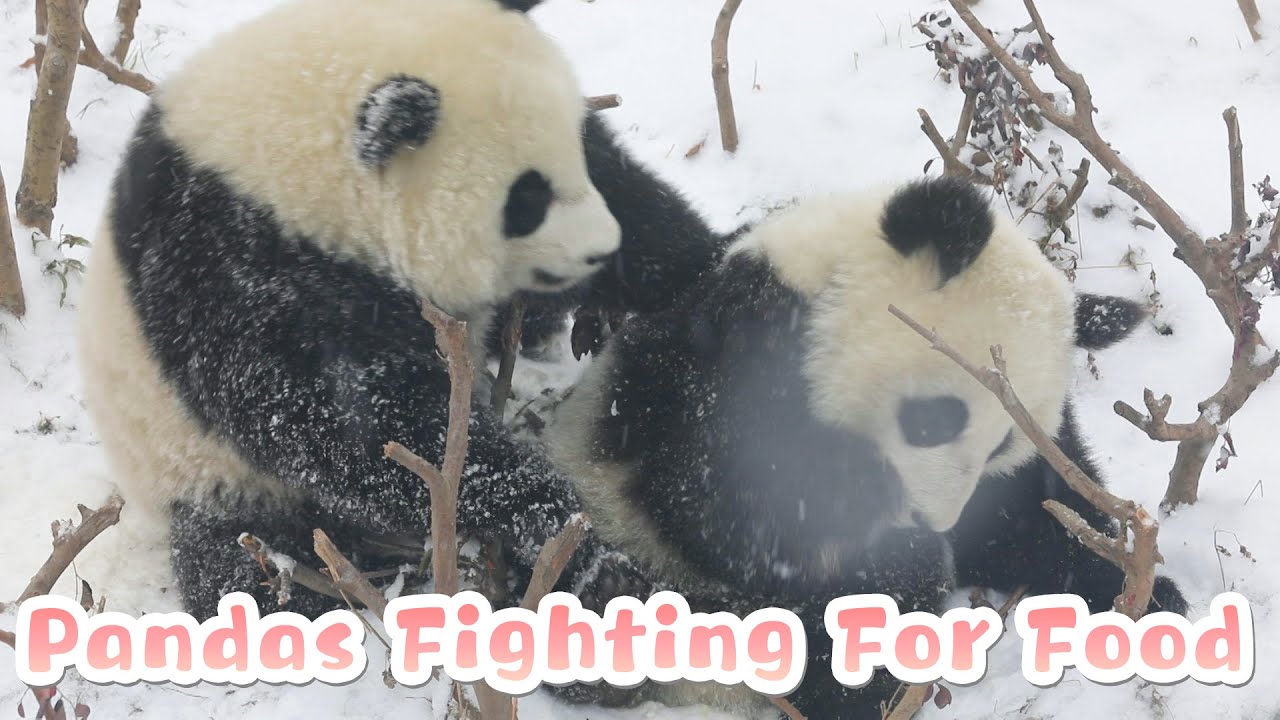 Snow-Covered Panda Balls Fighting For Bamboo Shoot | iPanda