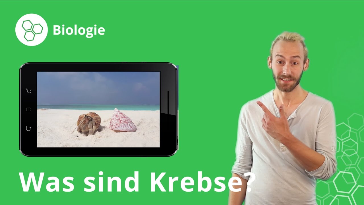 Krebse: Merkmale, Fortpflanzung, Arten – Biologie | Duden Learnattack