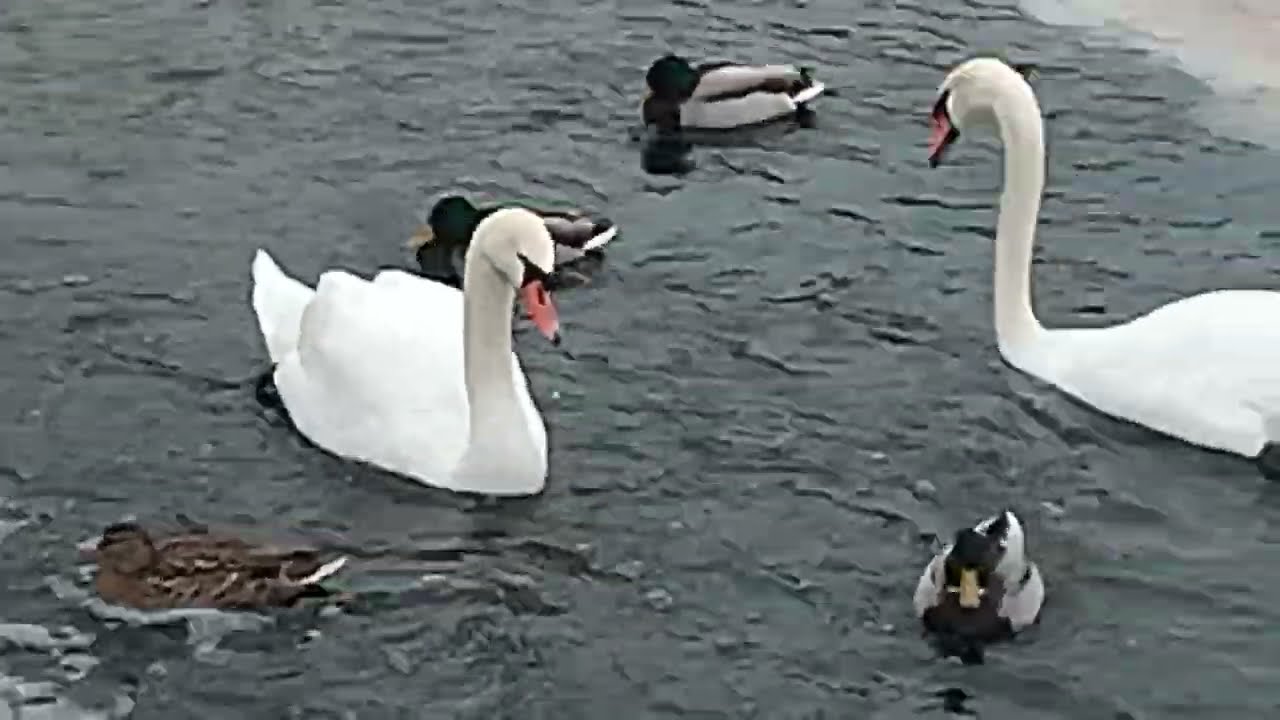 Подлёдная охота лебедя.