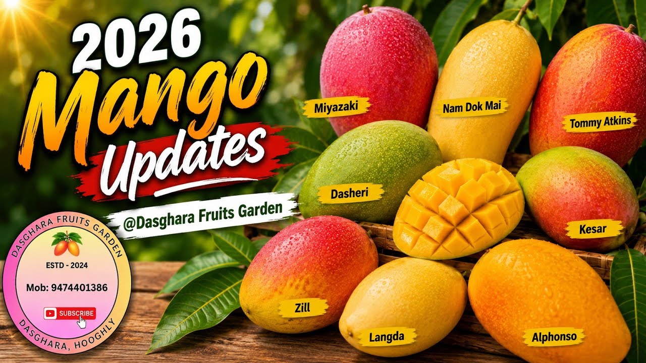 আমের আপডেট || Mango Update @Dasghara Fruits Garden ( 02/03/2026 )