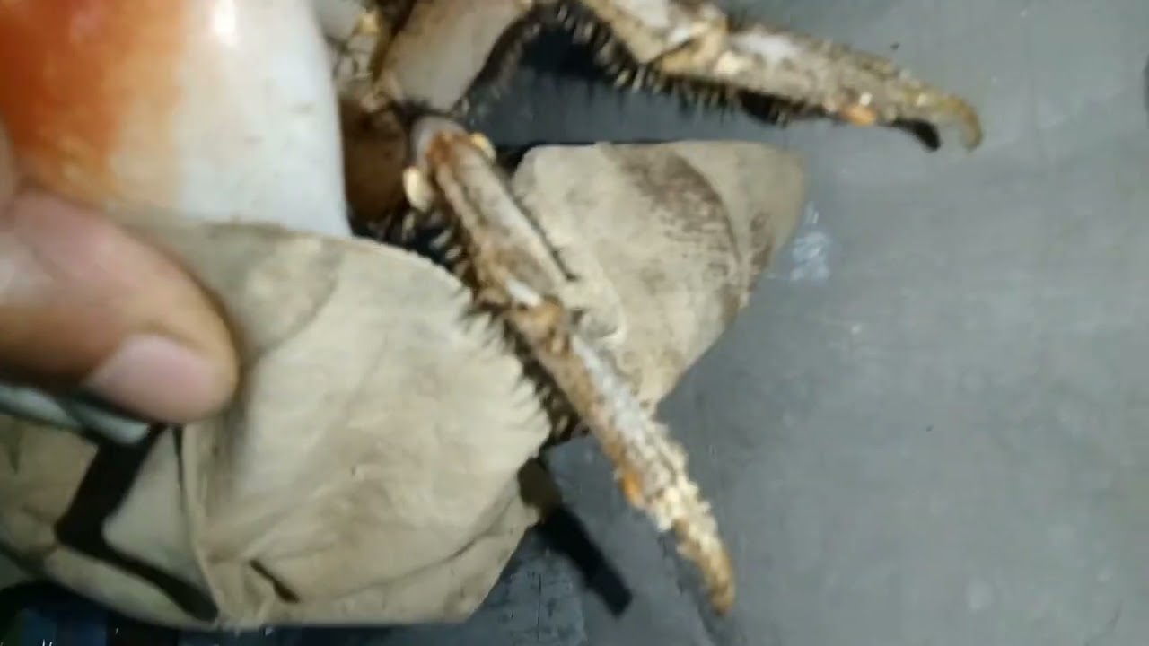 Tutorial cara menjinakan kepiting darat (Tuerkayna magnum) #landcrabs #kepitingdarat #kepitingmagnum