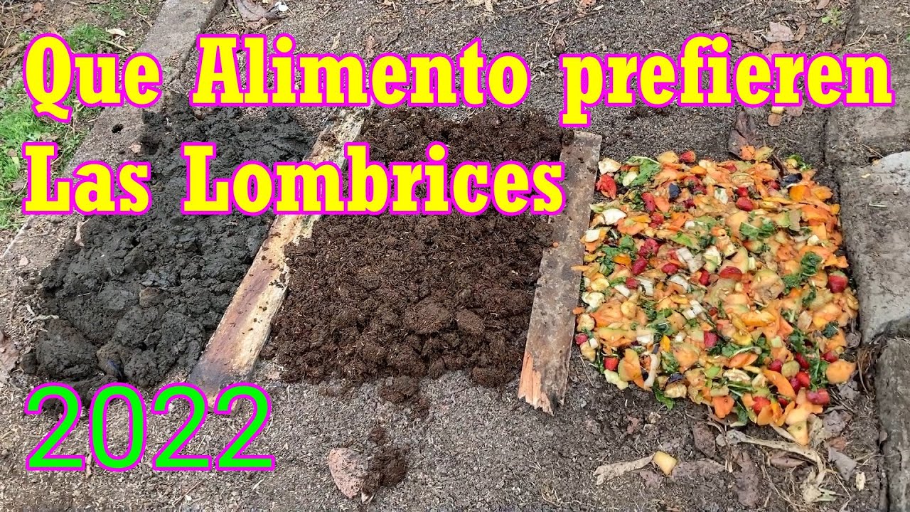 Que Alimento Prefieren las Lombrices. Año 2022 (9) #lombrices