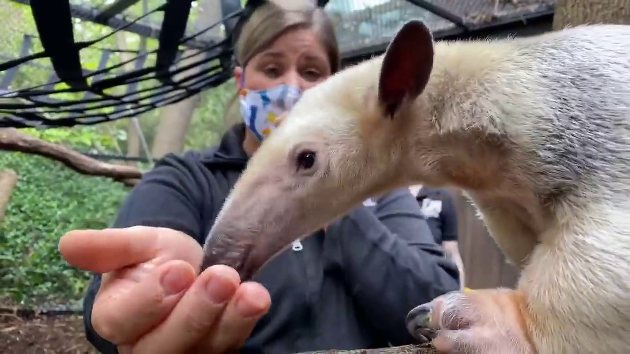 Home Safari with Southern Tamandua Salvador - Cincinnati Zoo