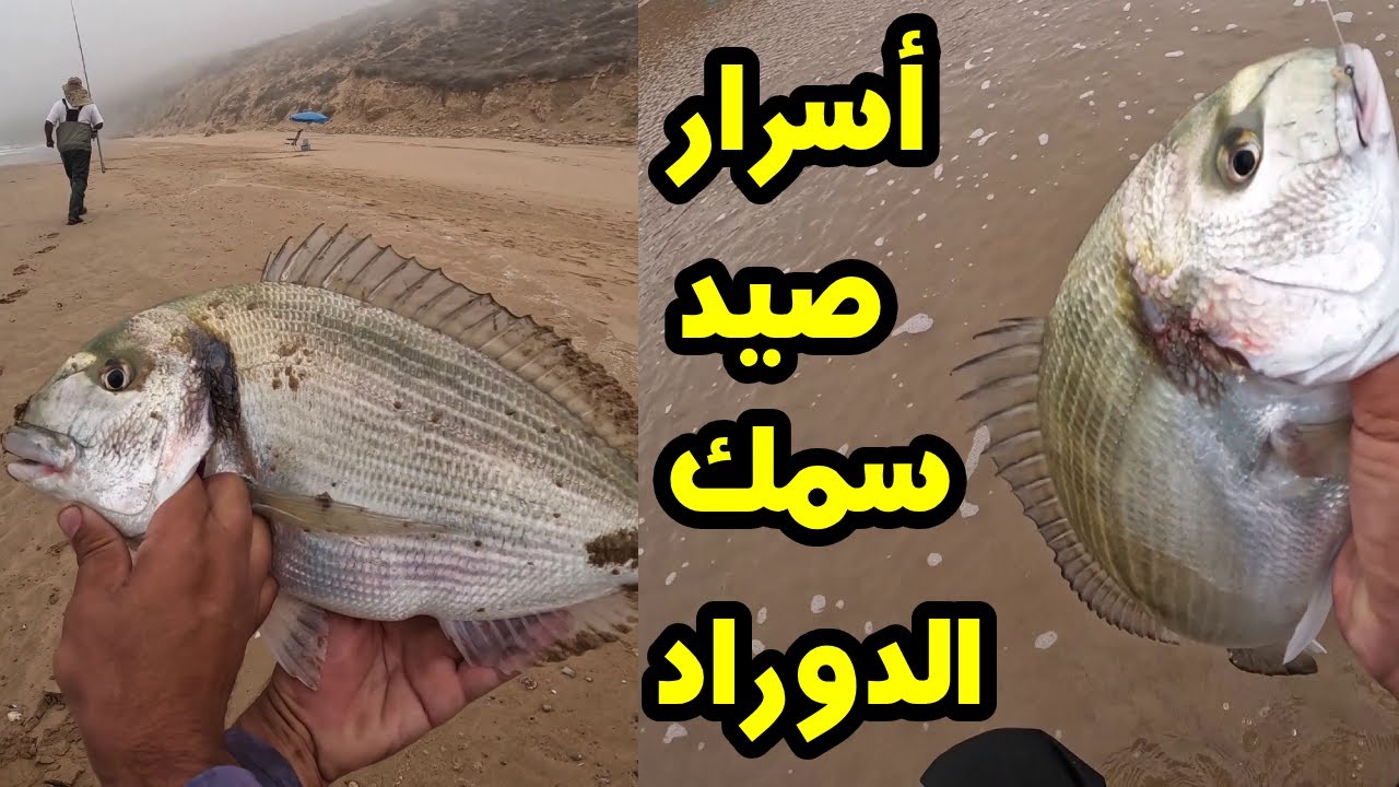أسرار الصيد على سمك الدوراد