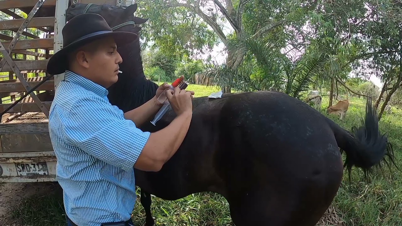 Cruzar un caballo (Autohemoterapia)💉