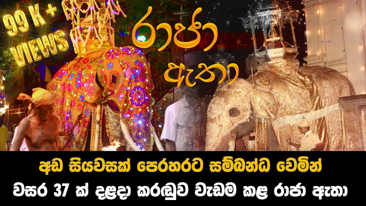 අඩ සියවසක් පෙරහරට සම්බන්ධ වෙමින් වසර 37ක් දළදා කරඬුව වැඩම කළ රාජා ඇතා | raja atha | Raja elephant