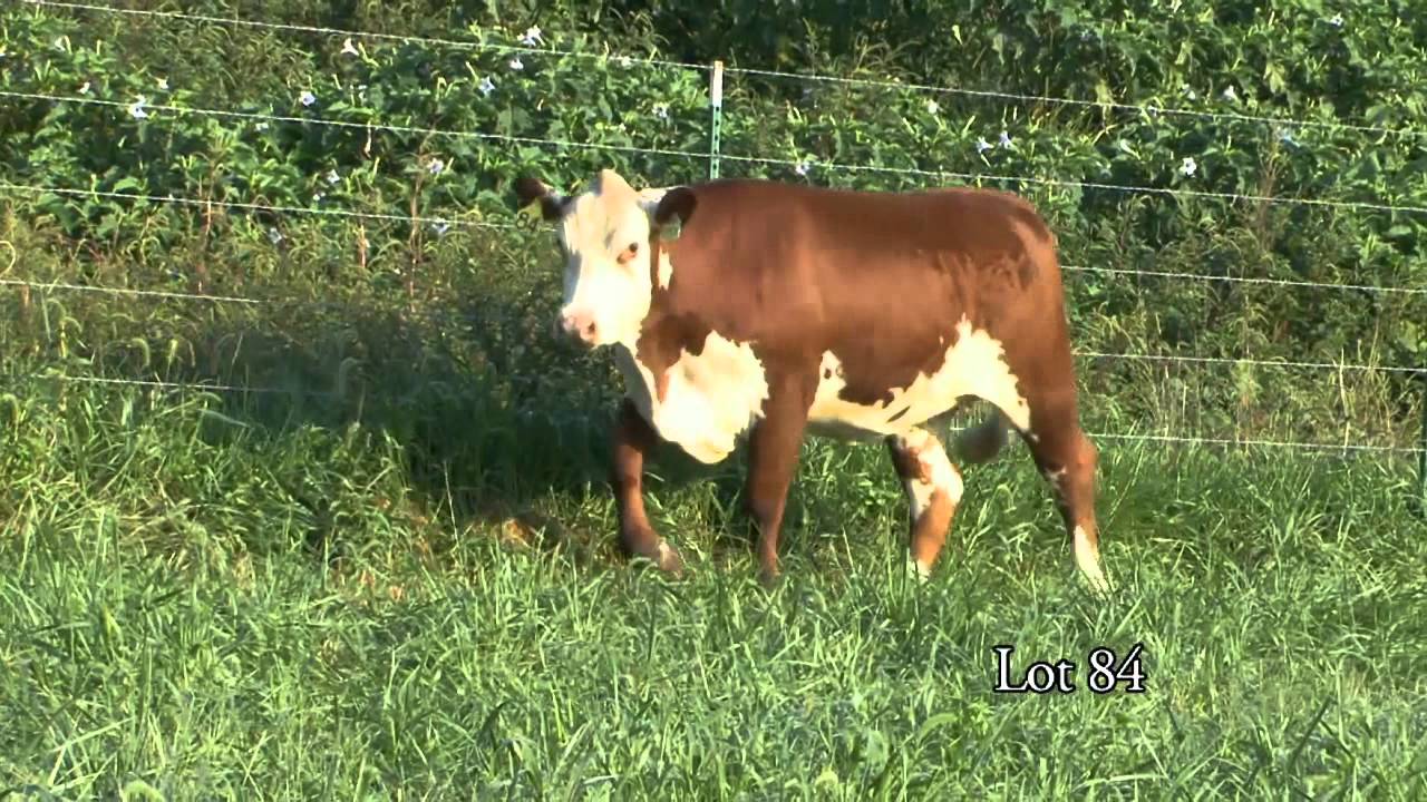 Journagan: Lot 84