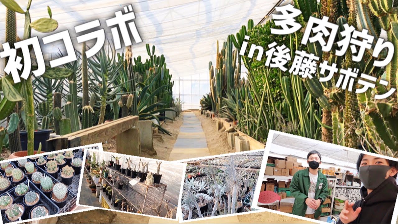 圧巻のサボテン畑!!テレビ出演もしたお店で多肉狩りしました!!