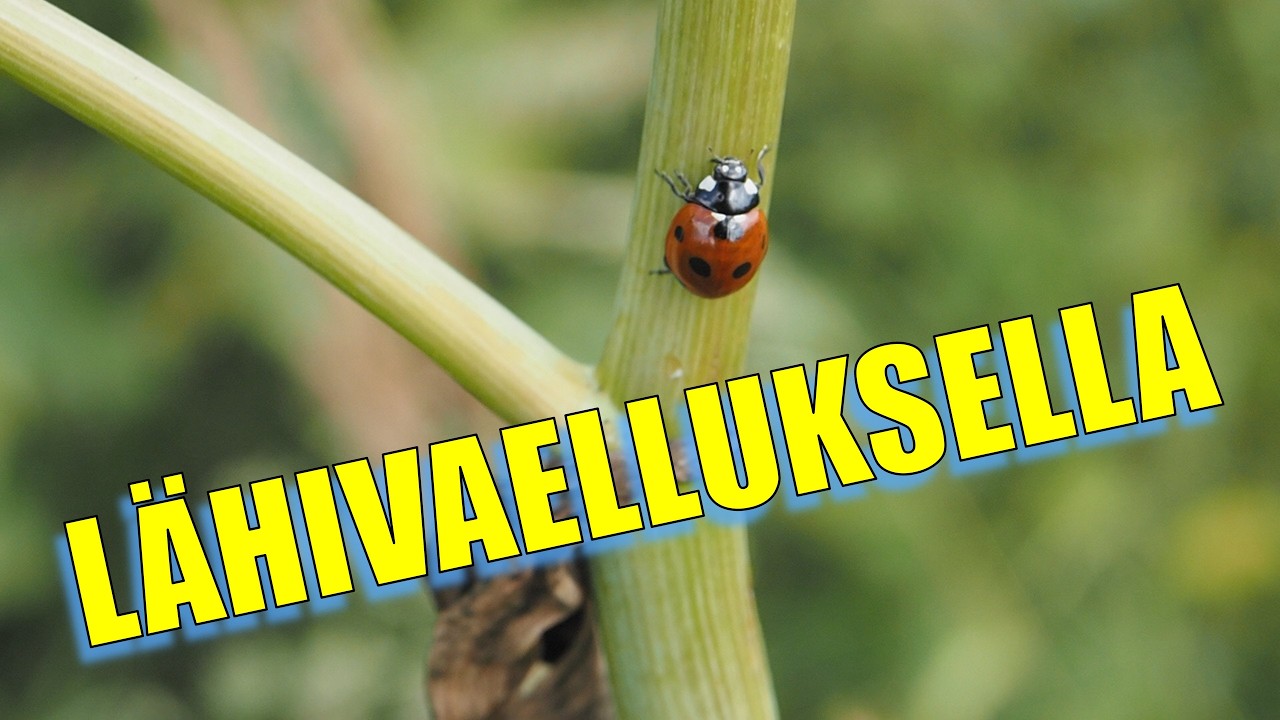 Lähivaellus - Jyväskylän poluilla |Eng Sub|