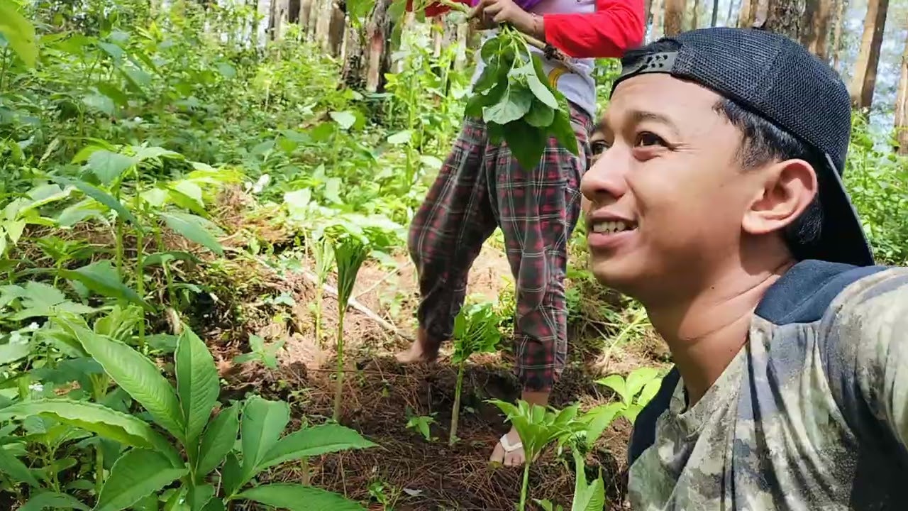 Perawatan tanaman porang sebelum dikasih pupuk 