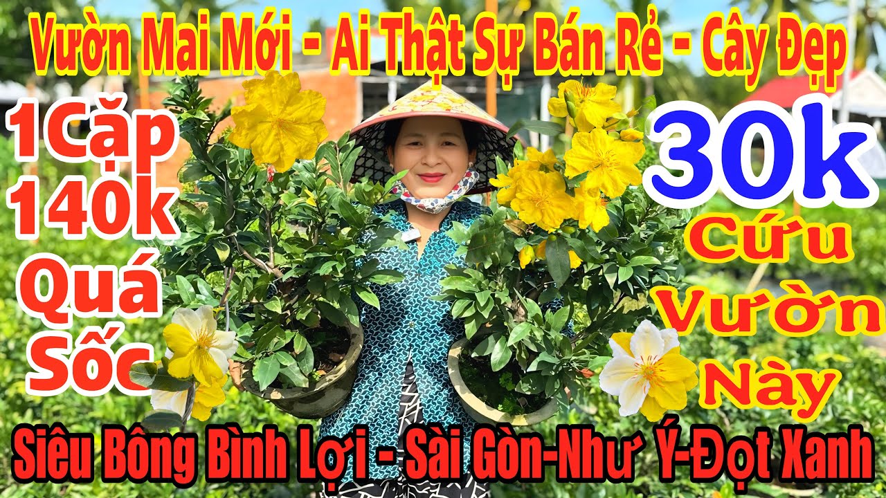 16/12☎️0339231868☎️🌲Mai V&agrave;ng Chơi Tết Gi&aacute; Rẻ🌲Giảo Như &Yacute;-Sb B&igrave;nh Lợi-S&agrave;i G&ograve;n-Đọt Xanh-T&acirc;n Ch&acirc;u&hellip;.🌲