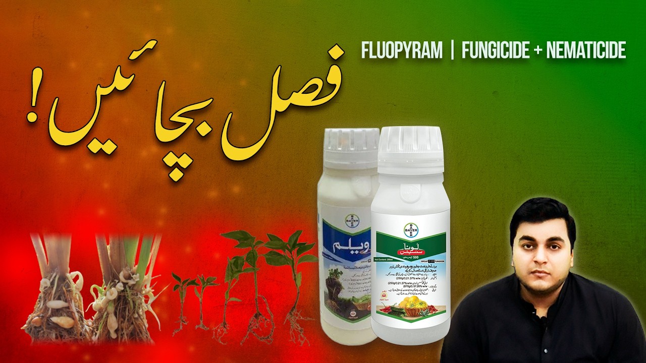 Fluopyram Explained | Succinate Dehydrogenase Inhibitor Fungicide | Diseases & Products