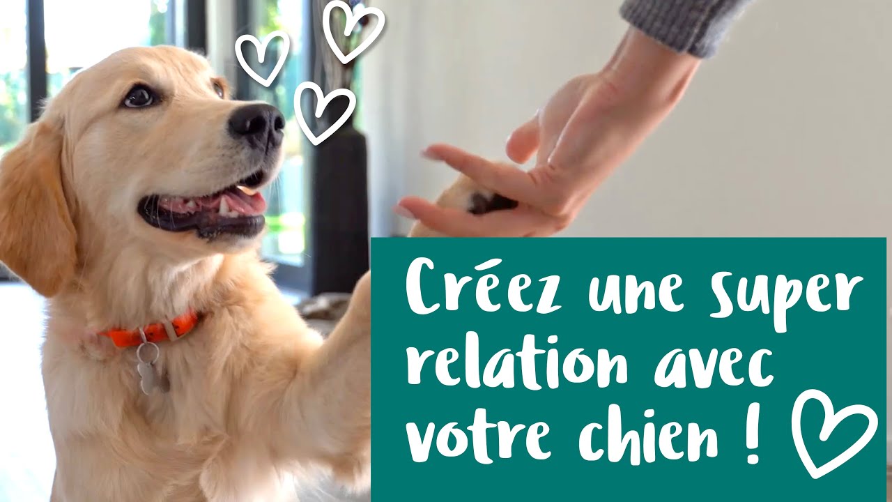 Comment cr&eacute;er une super relation avec votre chien