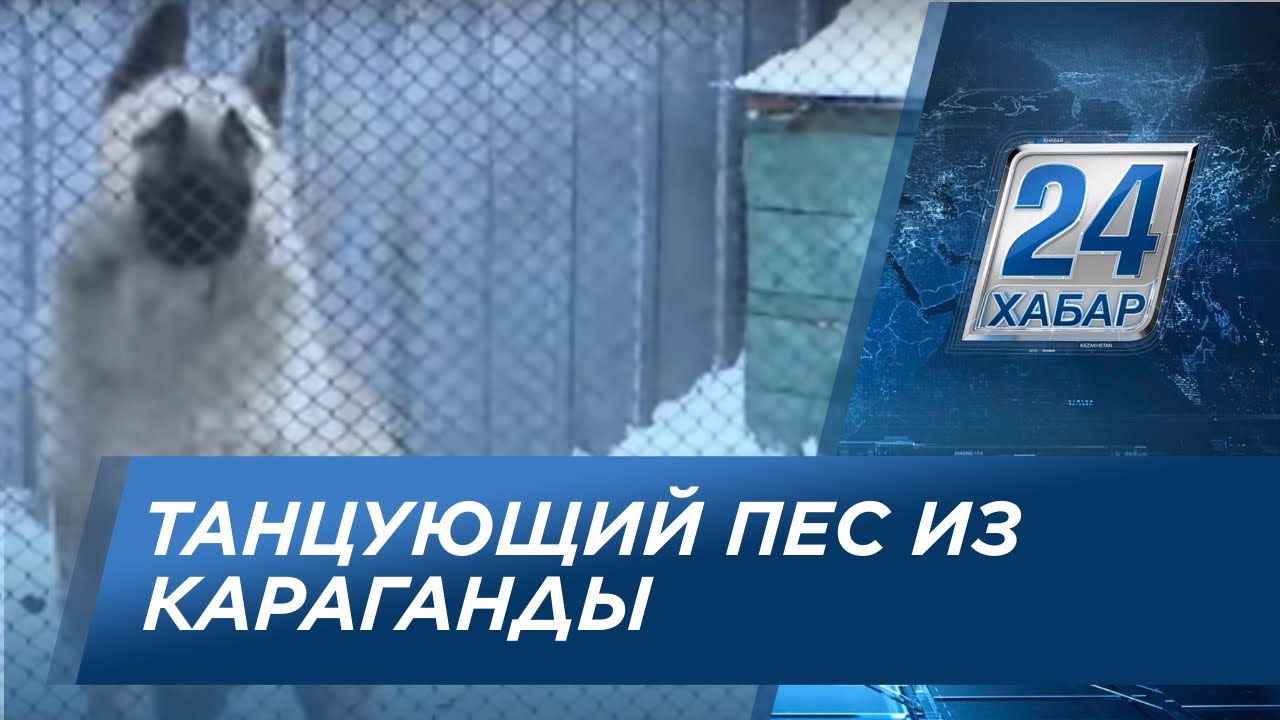 Танцующий пес из Караганды набрал в интернете 2,5 млн. просмотров