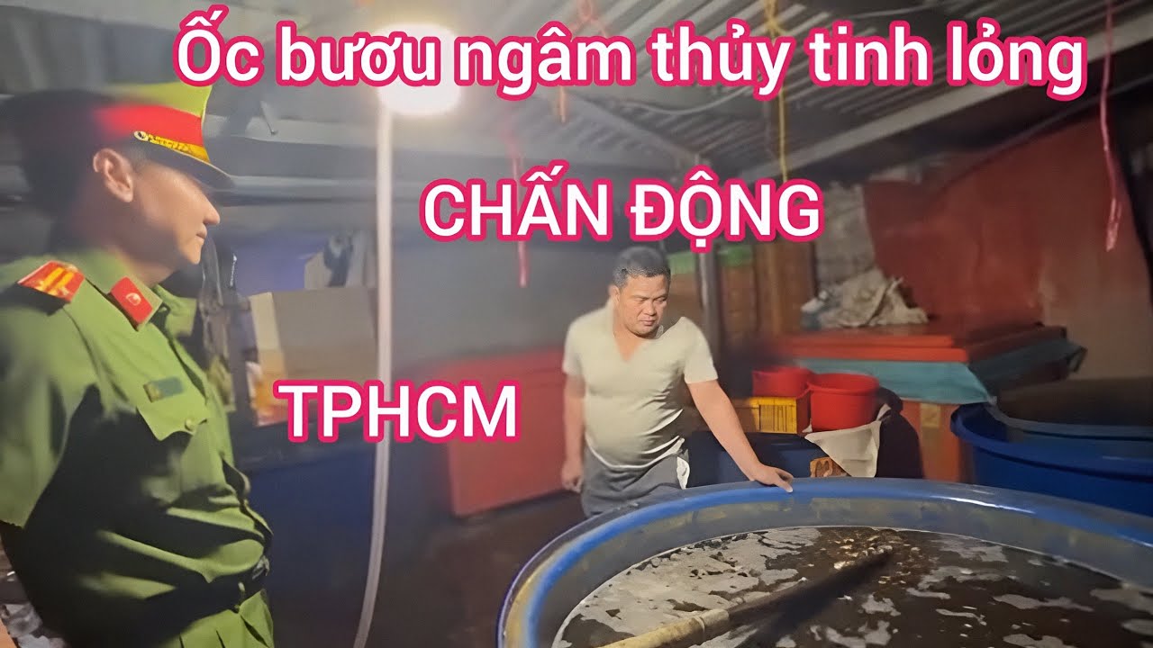 Ốc bươu ngâm thủy tinh lỏng chấn động.