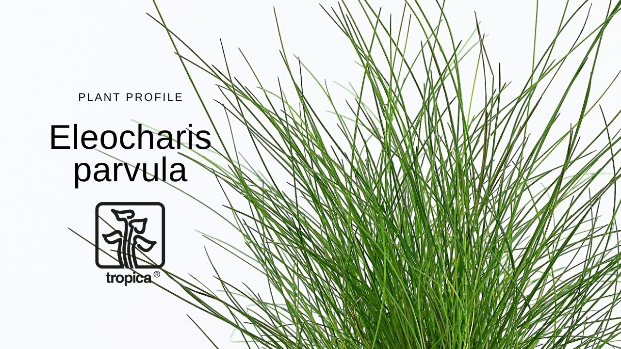 Eleocharis parvula &ndash; Волосатик карликовый.