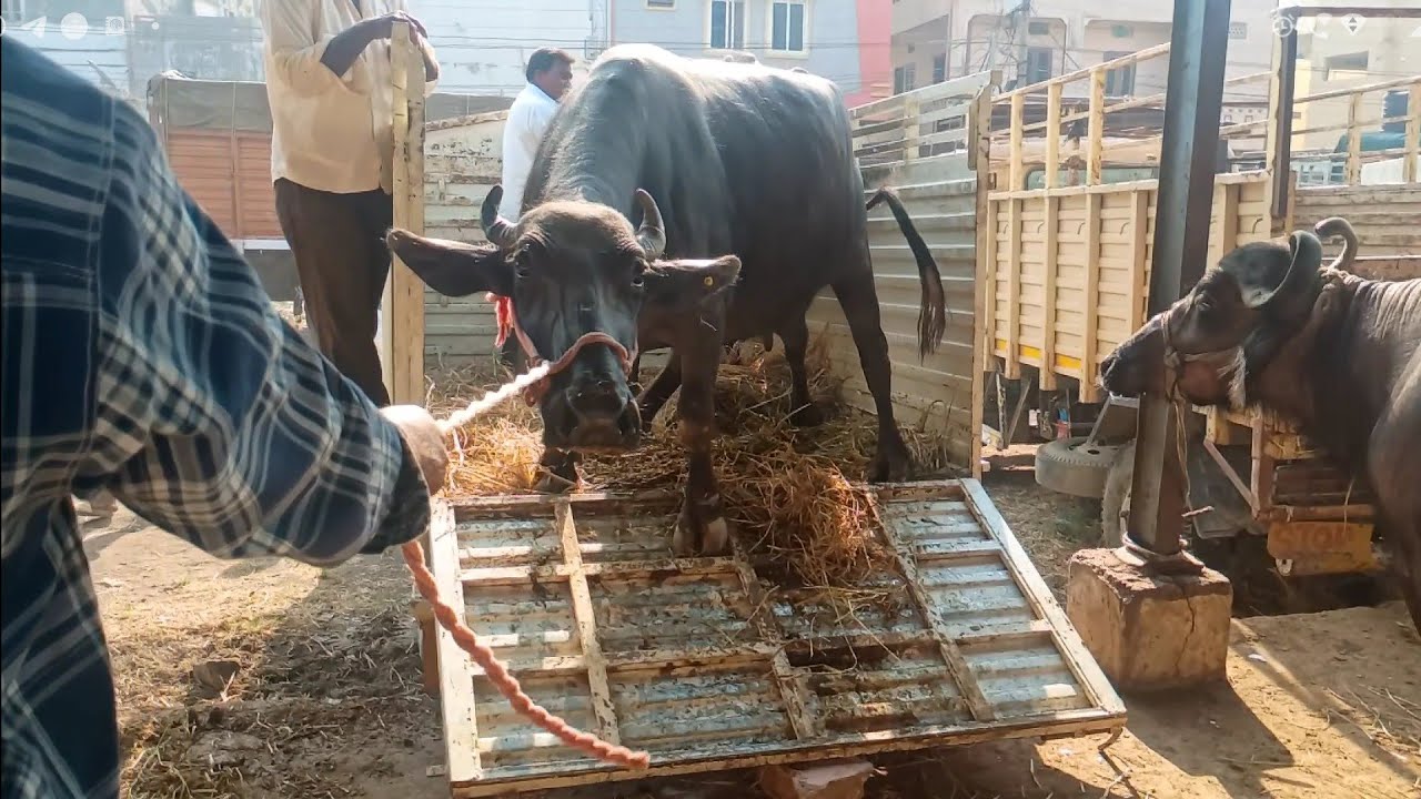 Unloading murrah buffalo / huge size buffalo unloading from truck / buffaloes unloading video 