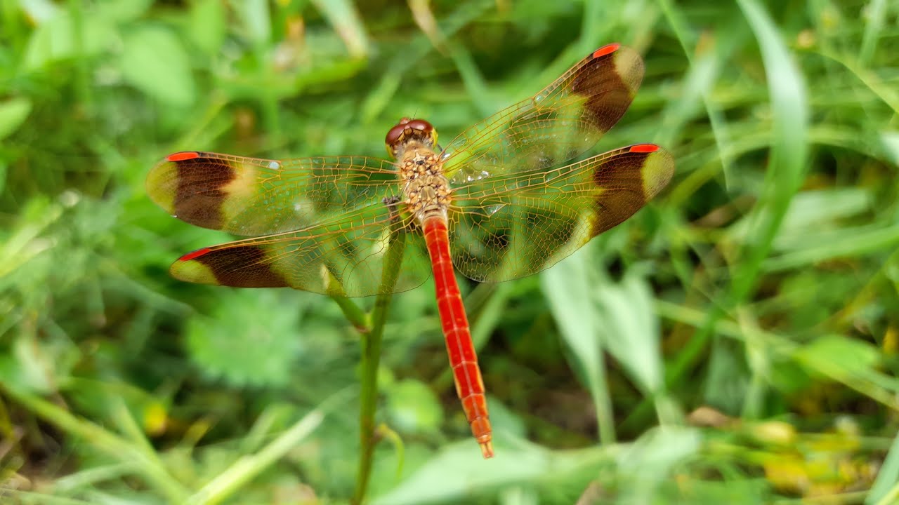 잠자리 20종,  20 Dragonflies #곤충 #잠자리 #dragonfly 