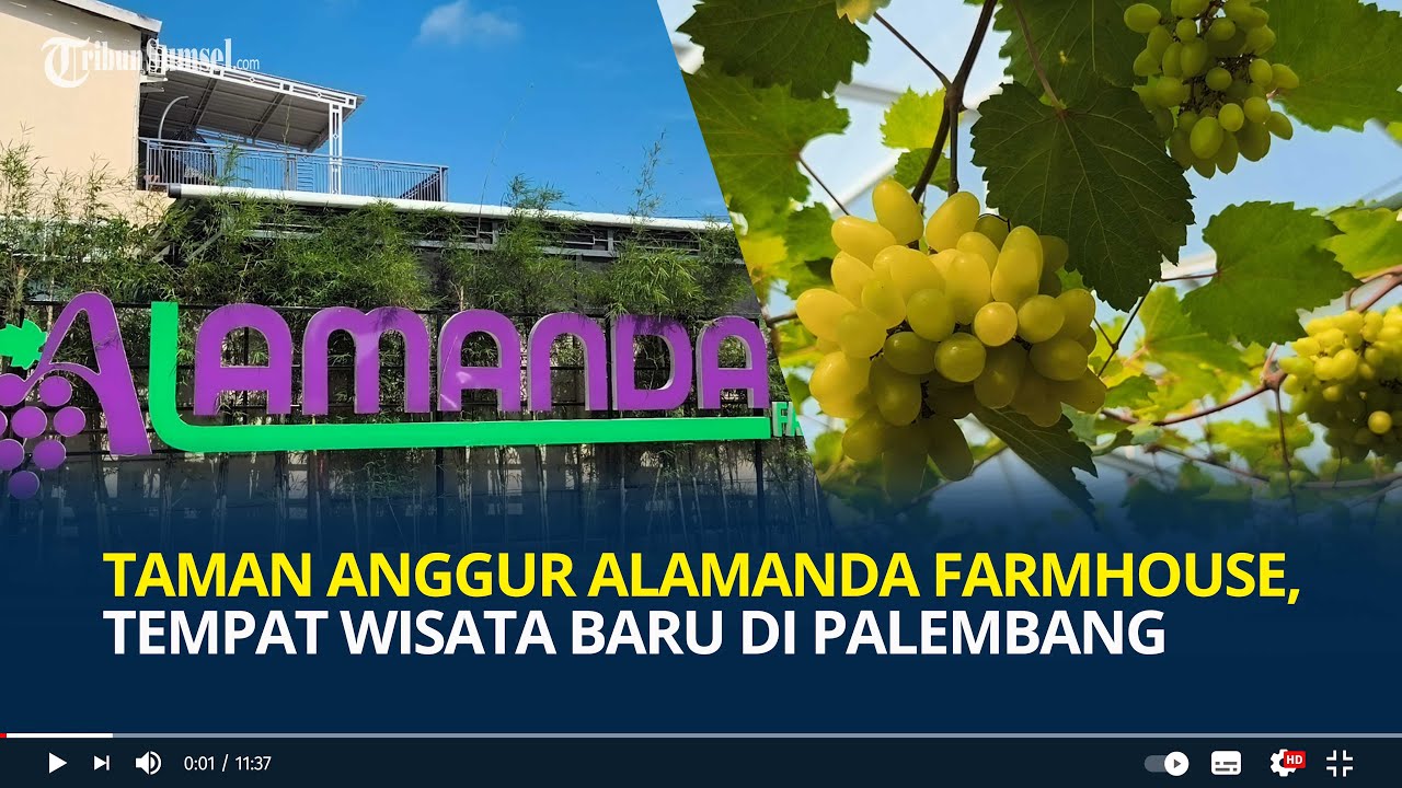 Taman Anggur Alamanda Farmhouse, Tempat Wisata Baru di Palembang, HTM Rp15 Ribu Perorang