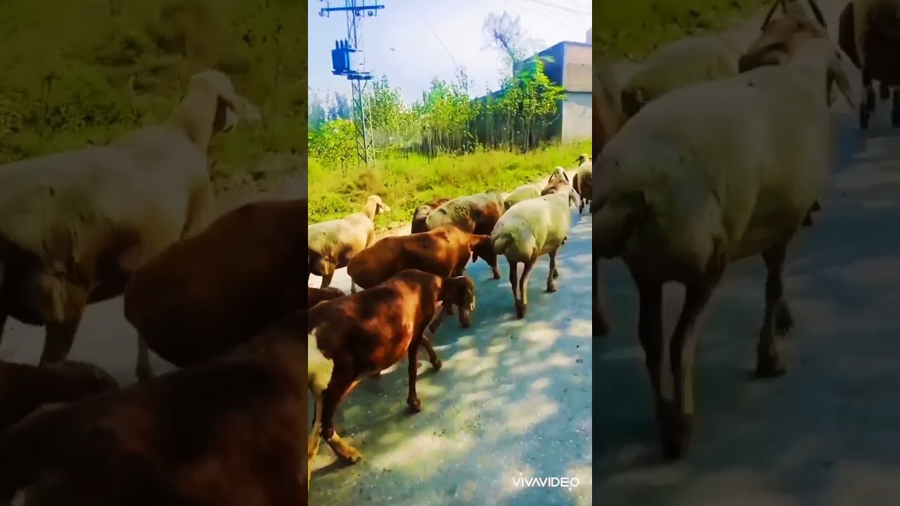 Asian Nomadic cattle#farming #love #nature #pets #animal #goat