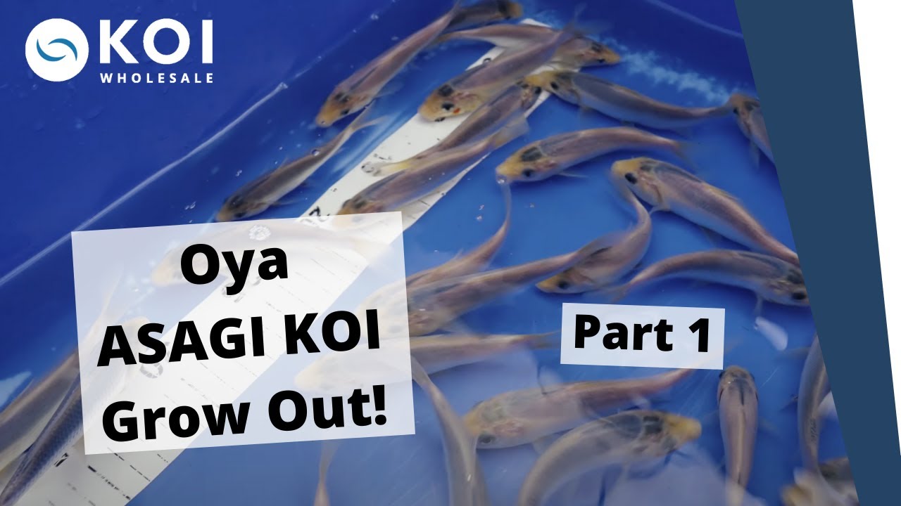 Oya Asagi Koi Grow Out | Part 1