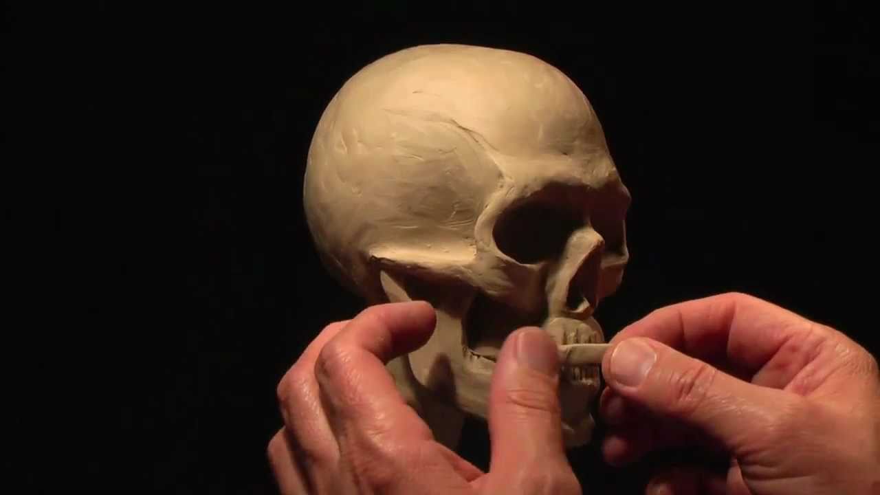 Sculpting a Human Skull in Clay_part-2